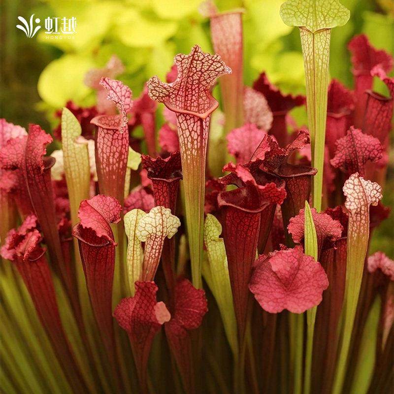 花彩食虫植物盆栽捕蝇草猪笼草室内办公桌面客厅阳台种植耐热趣味,淘宝优惠券,粉丝福利购,淘宝优惠卷