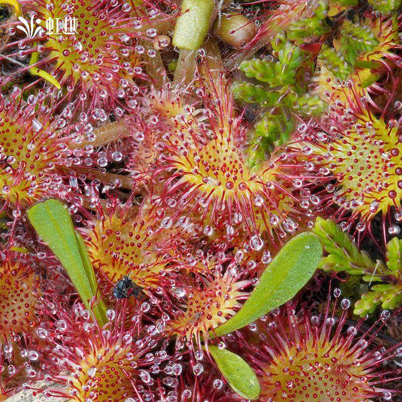 花彩食虫植物盆栽捕蝇草猪笼草室内办公桌面客厅阳台种植耐热趣味,淘宝优惠券,粉丝福利购,淘宝优惠卷