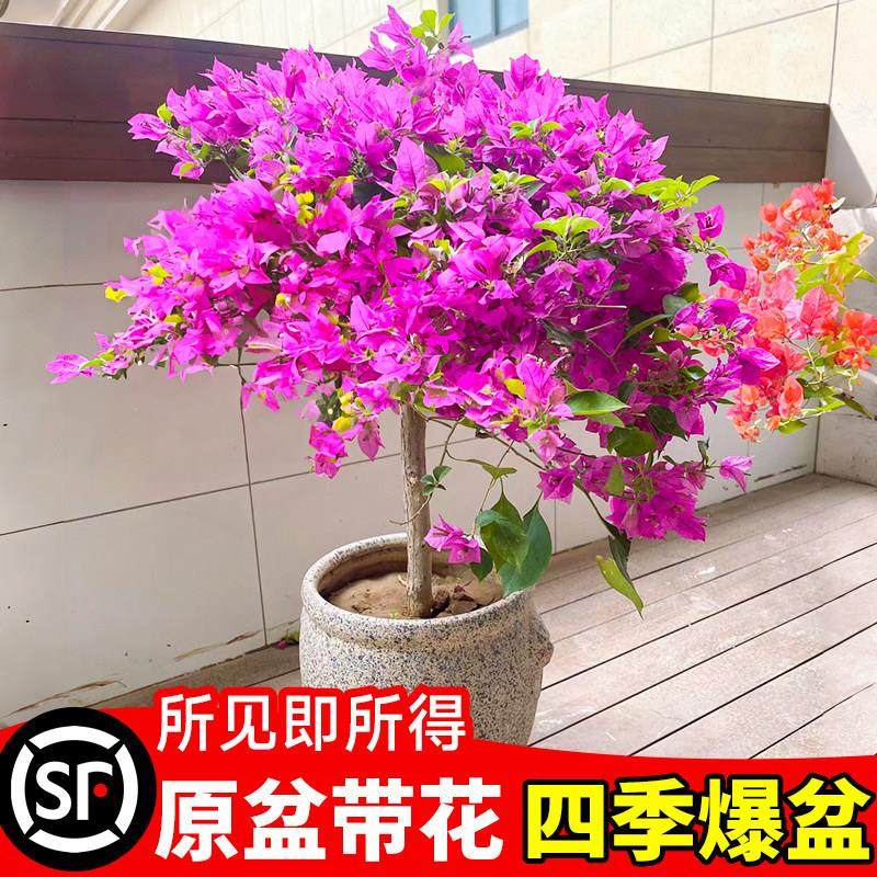 精品三角梅苗盆栽云南紫老桩带花苞卉爬藤室内外阳台庭院四季好养,淘宝优惠券,粉丝福利购,淘宝优惠卷