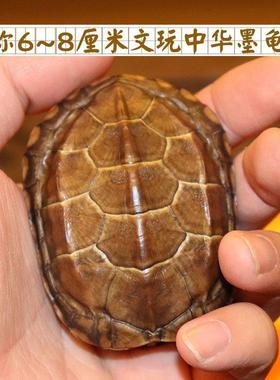天然真乌龟壳龟甲文玩手把件铜钱六爻64卦算挂卦牌卡摇卦卜测摆件