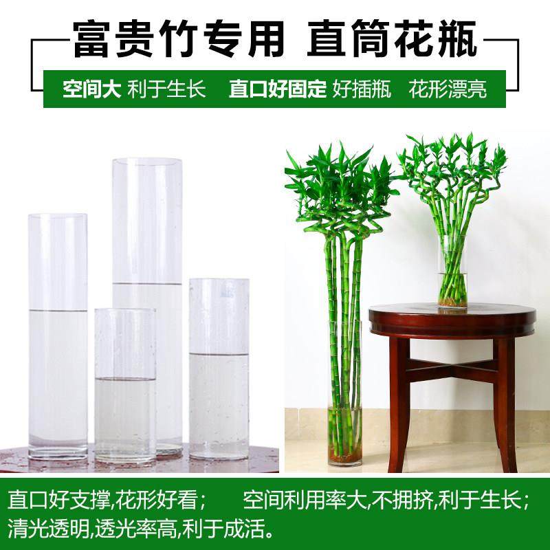 带根转运竹水竹富贵竹植物水养开运竹子盆栽客厅室内招财水培绿植,淘宝优惠券,粉丝福利购,淘宝优惠卷