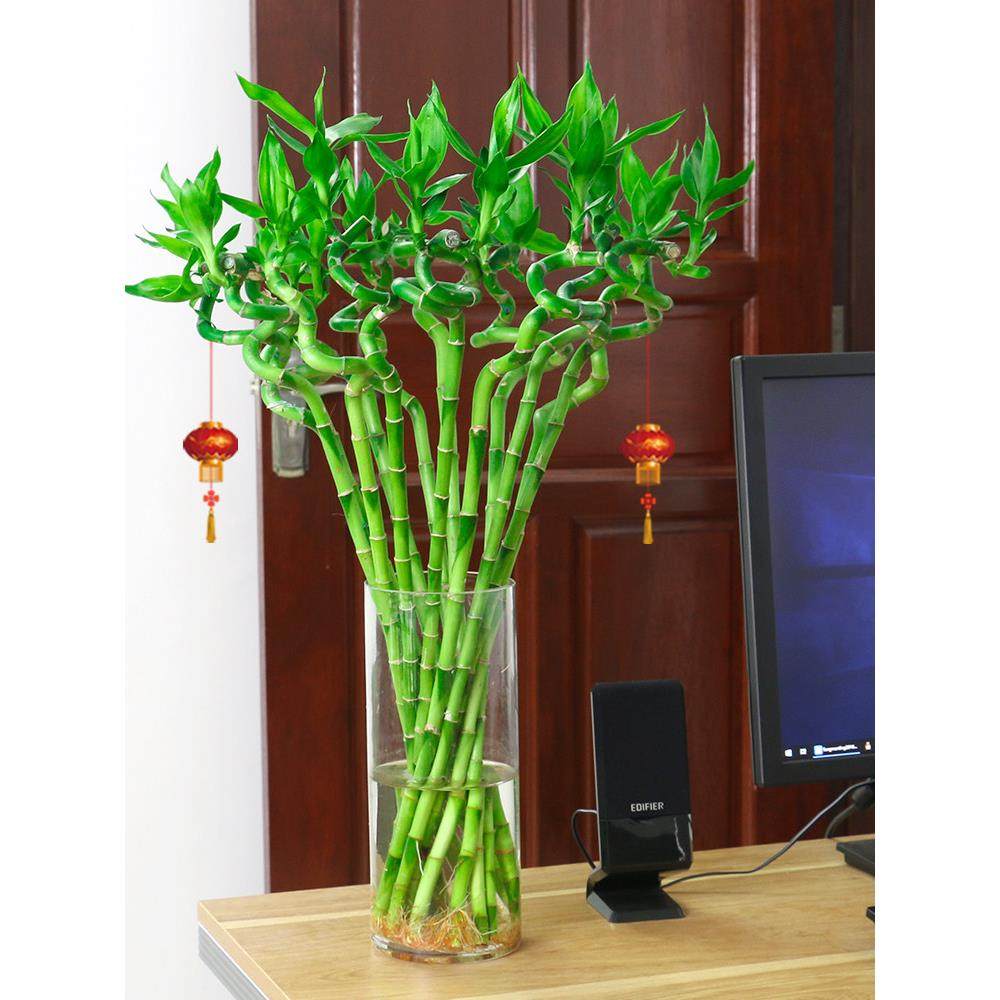 带根转运竹水竹富贵竹植物水养开运竹子盆栽客厅室内招财水培绿植,淘宝优惠券,粉丝福利购,淘宝优惠卷