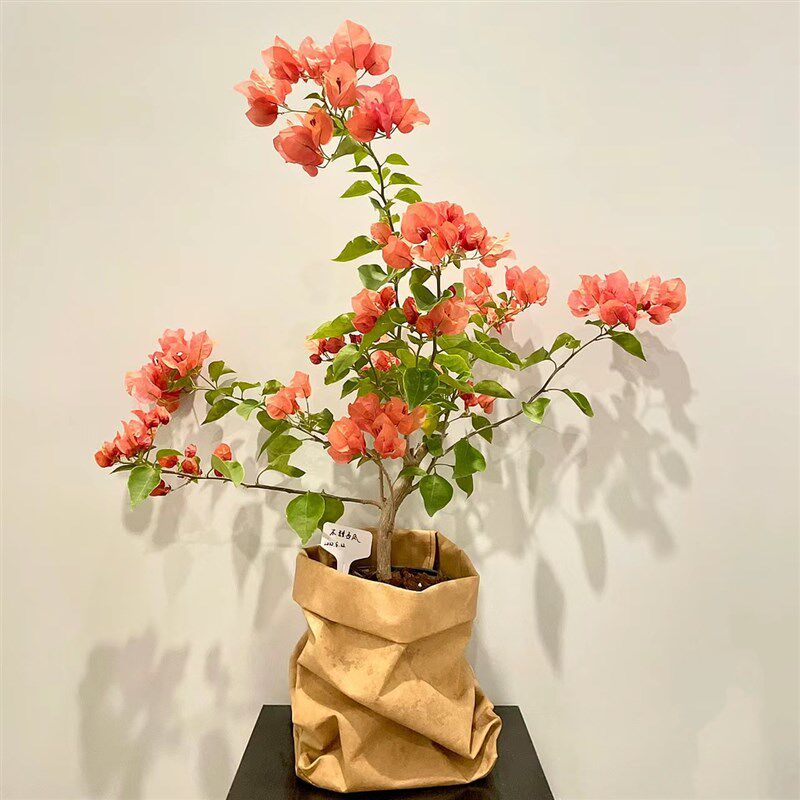 不甜西瓜三角梅原生苗四季开花阳台爬藤垂丝稀有品种阳台窗台花卉,淘宝优惠券,粉丝福利购,淘宝优惠卷