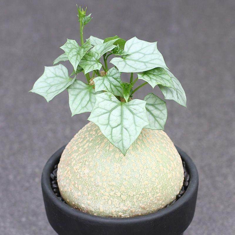 银叶睡布袋 钱袋子 多肉植物网红葫芦科块根爬藤球状盆栽好养绿植,淘宝优惠券,粉丝福利购,淘宝优惠卷