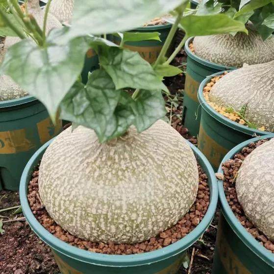 银叶睡布袋 钱袋子 多肉植物网红葫芦科块根爬藤球状盆栽好养绿植,淘宝优惠券,粉丝福利购,淘宝优惠卷