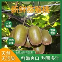 Kiwifruit fresh 9 catties Big fruits Green Heart Exotic Fruits Should Season Fruit Whole Boxes Authentic.