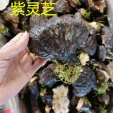 [23 года новых товаров] Дикий лес Чанбай вниз по золоту