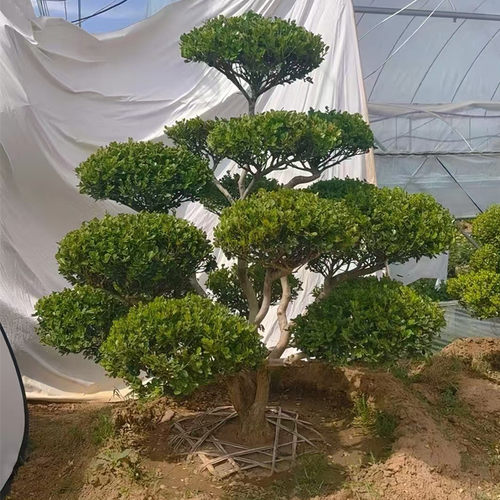 造型小叶黄杨大型精品树苗独杆庭院观叶盆景一物一拍植物净化空气 - 图0