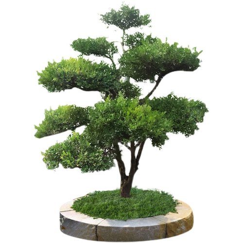 造型小叶黄杨大型精品树苗独杆庭院观叶盆景一物一拍植物净化空气 - 图3