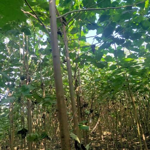 泡桐树苗白花泡桐苗大果泡桐苗空桐木苗水桐桐木苗紫花树毛桐树苗 - 图2