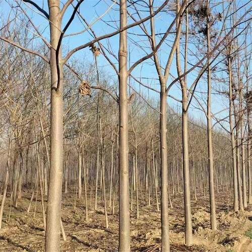 泡桐树苗白花泡桐苗大果泡桐苗空桐木苗水桐桐木苗紫花树毛桐树苗 - 图3
