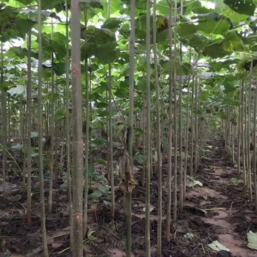泡桐树苗白花泡桐苗大果泡桐苗空桐木苗水桐桐木苗紫花树毛桐树苗 - 图1