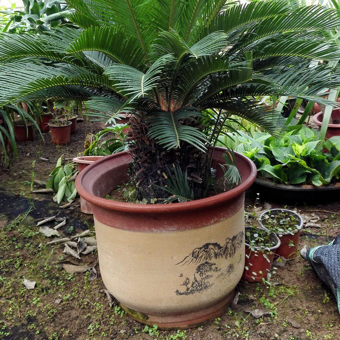 特价陶瓷花盆紫砂兰花盆特大号红陶大码陶瓷盆透气清仓圆形带托盘