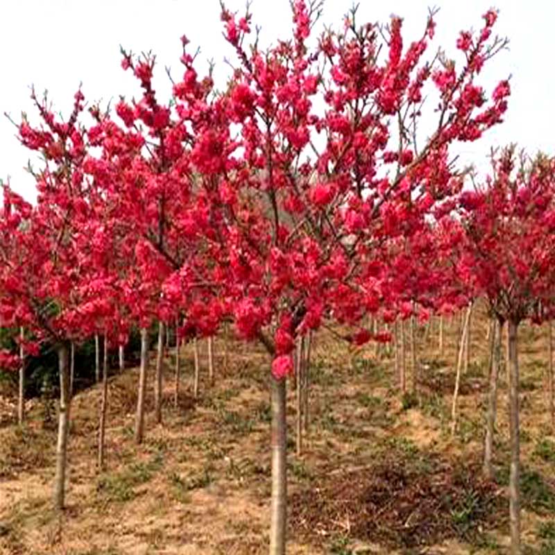 紫叶桃树苗红叶碧桃紫叶碧桃花庭院观赏行道风景树绿化苗花卉植物-图2