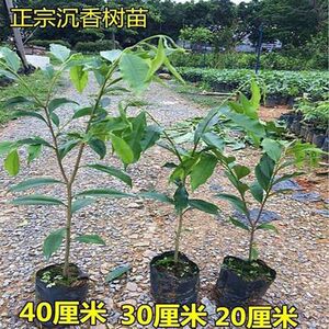 奇楠沉香小叶紫檀金丝楠木海南黄花梨树苗庭院阳台花卉植物苗盆栽