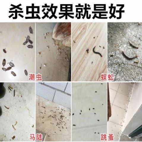 六六驱虫粉灭虱子跳蚤蚂蚁蟑螂臭虫雄黄灭虫药露营家用防蛇粉户外 - 图2