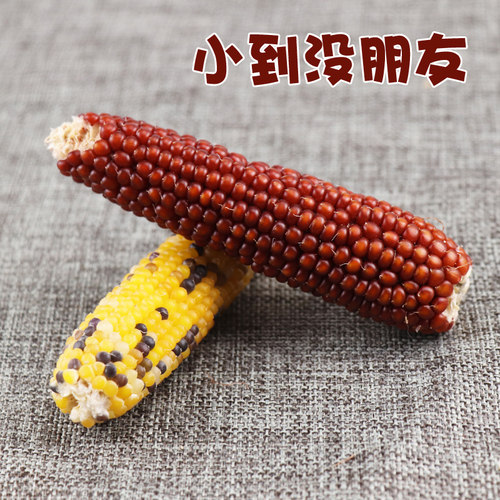 松鼠大眼飞鼠鹦鹉仓鼠兔子荷兰猪用品磨牙零食粮食饲料迷你小玉米 - 图0