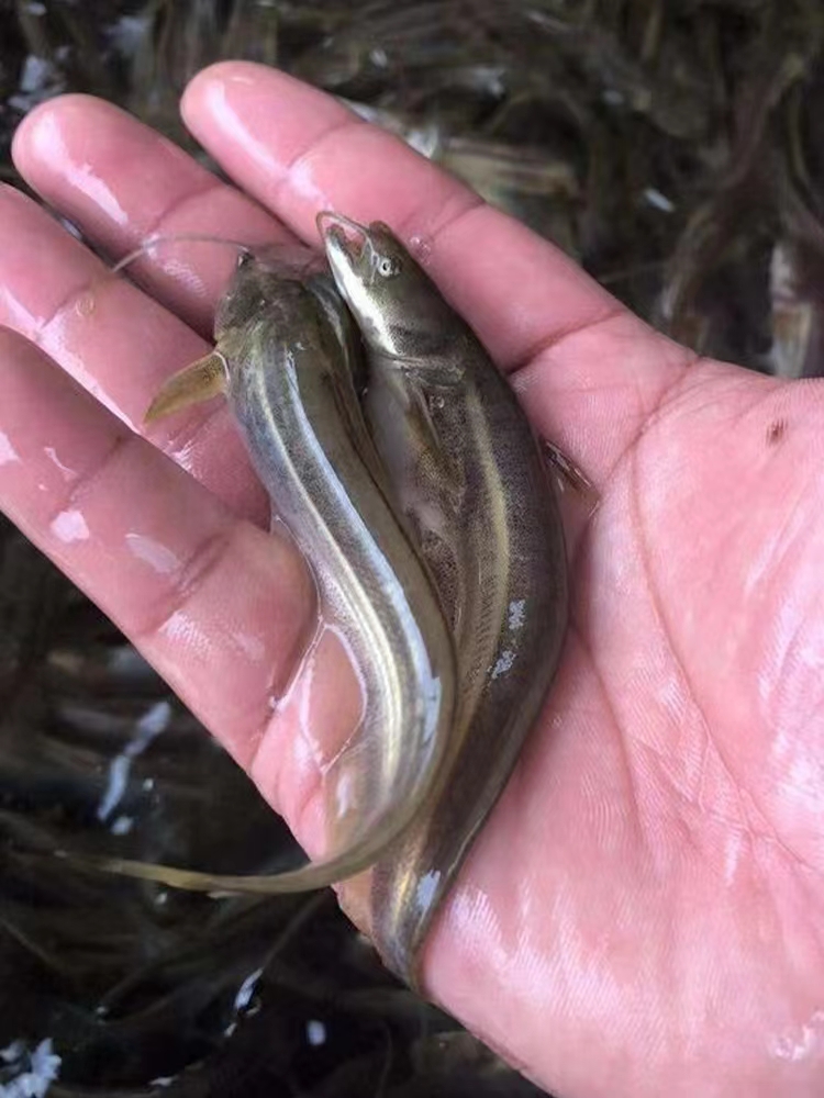 大口鲶鱼苗鲶鱼苗南方大口鲶土鲶鱼苗凶猛路亚量二须鲶鱼鱼塘鱼苗 - 图2