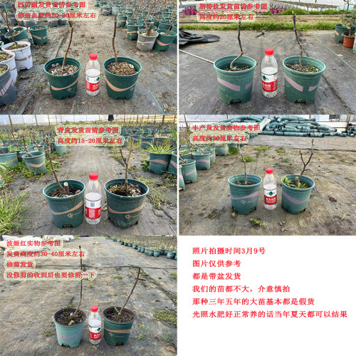 无花果苗盆栽果树苗波姬红巴劳耐格莱斯紫色波尔多BNR丰产黄斯特 - 图0