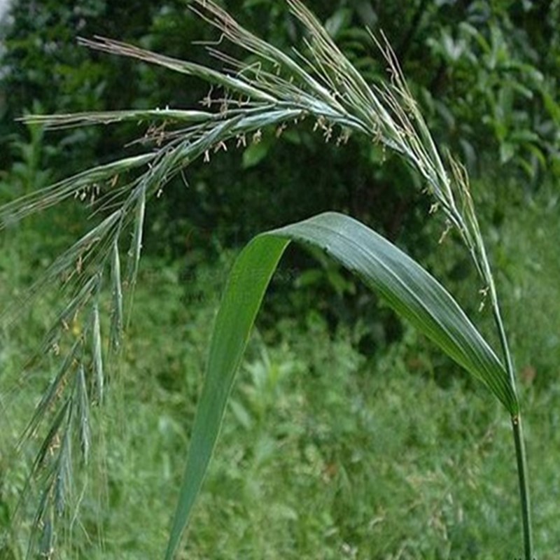 披碱草种子 碱茅草 抗风沙耐旱耐盐碱草籽耐寒多年生四季牧草种籽 - 图2