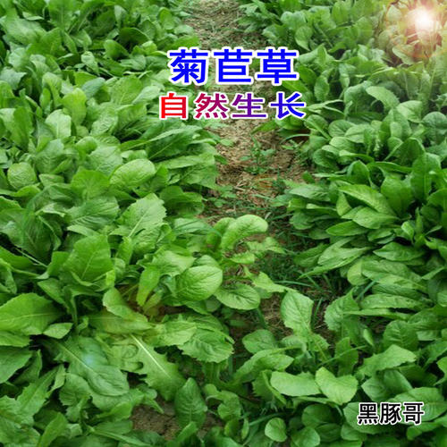 新鲜菊苣草半斤 现割发货牧草荷兰猪龙猫豚鼠鹅兔子土拨鼠非干草 - 图0