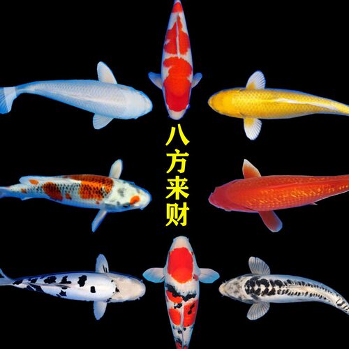 锦鲤鱼苗观赏鱼活体冷水纯种锦鲤鱼苗淡水鱼小型好养耐活宠物金鱼 - 图1