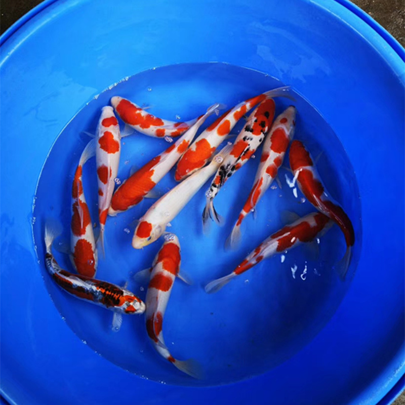 锦鲤鱼苗观赏鱼活体冷水纯种锦鲤红鲤鱼淡水小型好养耐活宠物金鱼 - 图2