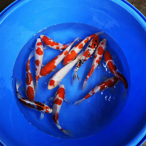 锦鲤鱼苗观赏鱼活体冷水纯种锦鲤鱼苗淡水鱼小型好养耐活宠物金鱼 - 图2