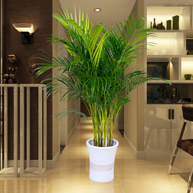 散尾葵大型绿植办公桌袖珍椰子客厅室内前台凤尾竹盆栽花卉