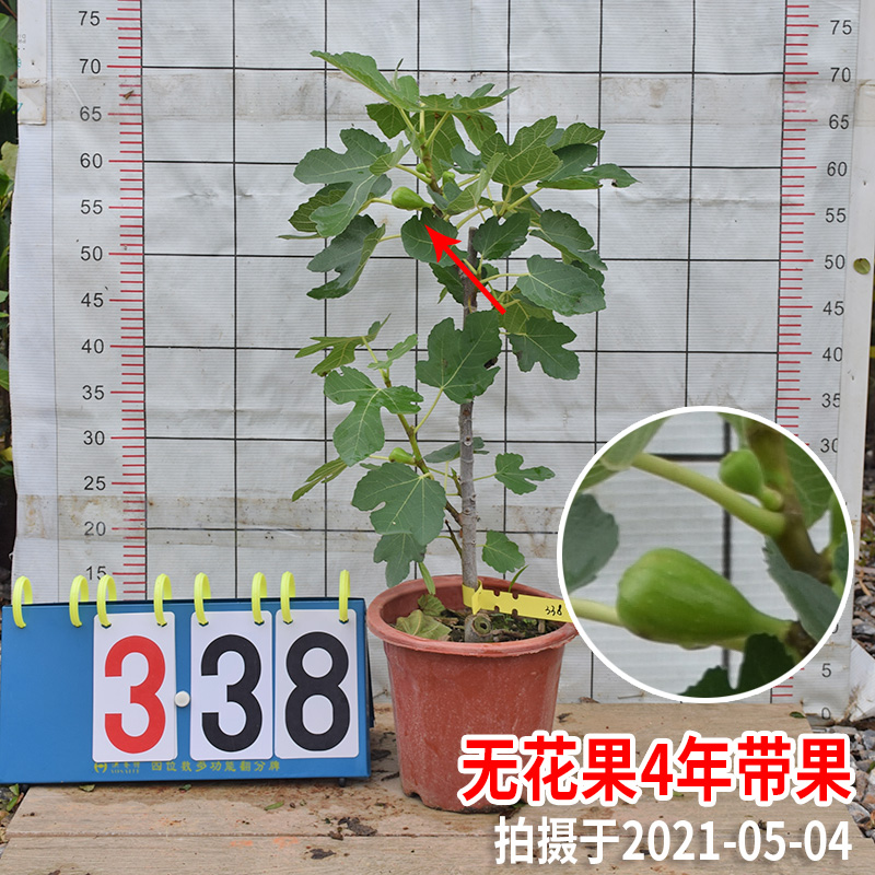 无花果树苗广西树苗 当年结果盆栽地栽南方种北方种四季种植果苗 - 图2