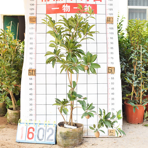 人心果苗优质品种水果王超甜盆栽地栽香瓜茄人参果苗当年挂果 - 图0
