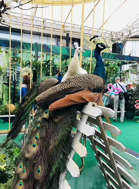 家庭装饰孔雀标本办公室好看的孔雀装饰孔雀多少钱漂亮的孔雀标本