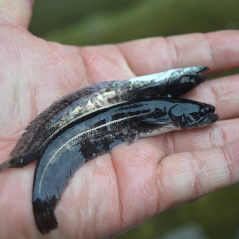 南方大口鲶鱼苗淡水养殖食用活体冷水观赏鱼二须胡子埃及土鲶鱼苗-图0