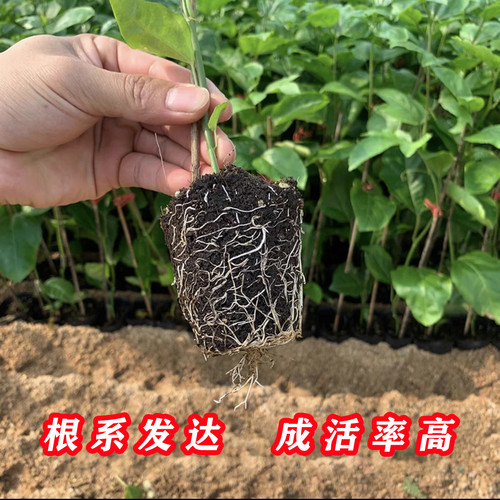 纯甜钦蜜9号黄金百香果树苗嫁接苗当年结果四季阳台庭院盆栽地栽 - 图2