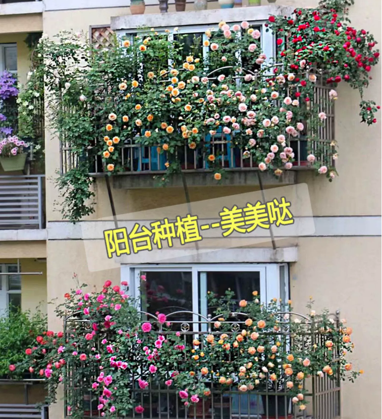 【蓝色阴雨】 阳台庭院天台种植月季玫瑰 多季节开花盆栽 - 图2