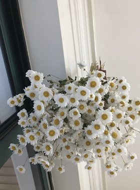 鲁丹鸟天然真花鲁丹斯ins北欧风野餐装饰鲁丹鸟干花永久拍摄顺丰