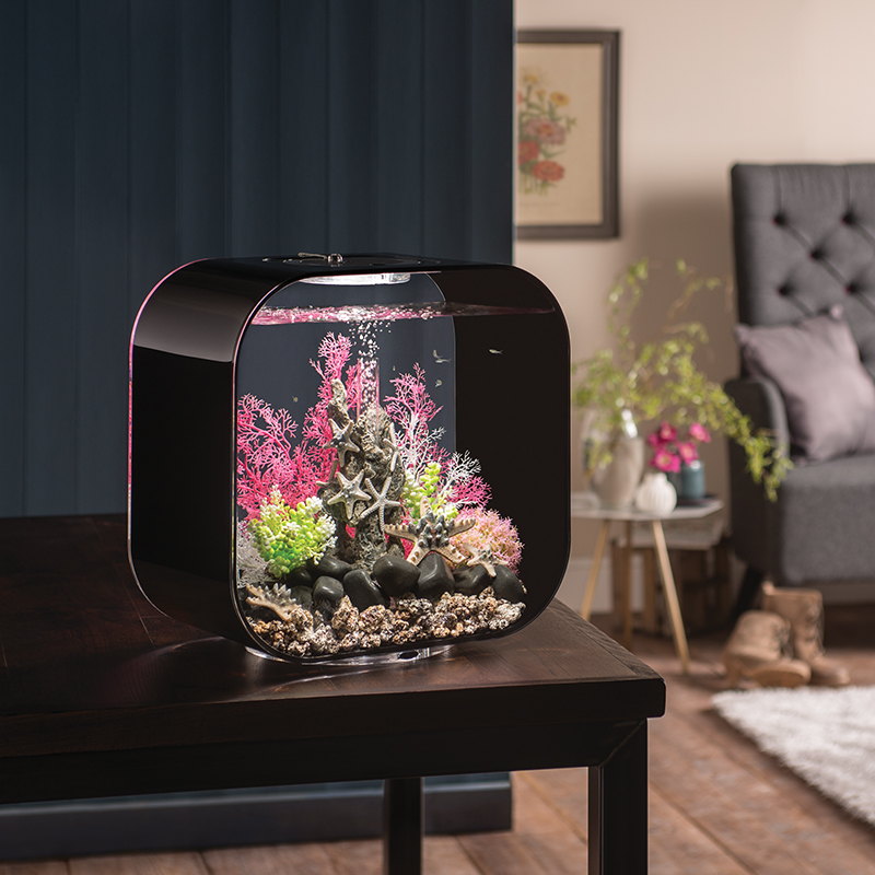 碧欧宝biorb英国鱼缸水族箱自然装饰品 海星仿真造景客厅鱼缸布景 - 图3