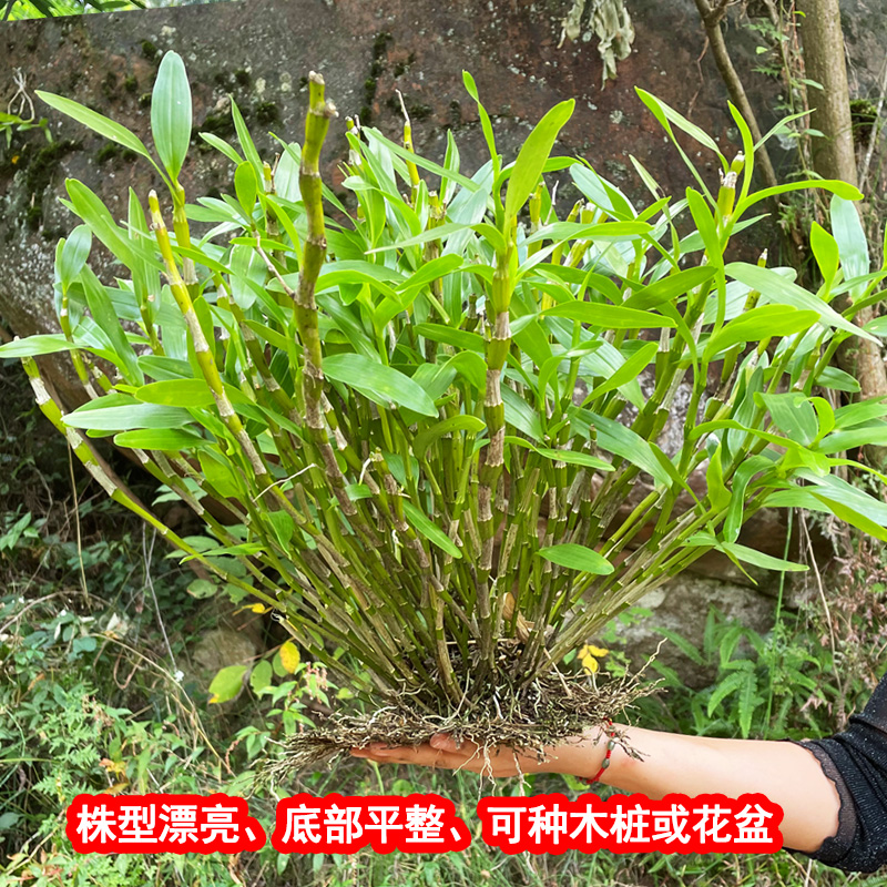 赤水金钗石斛贵州特产新鲜盆栽花苗盆景药材吊兰花绿植非铁皮石斛