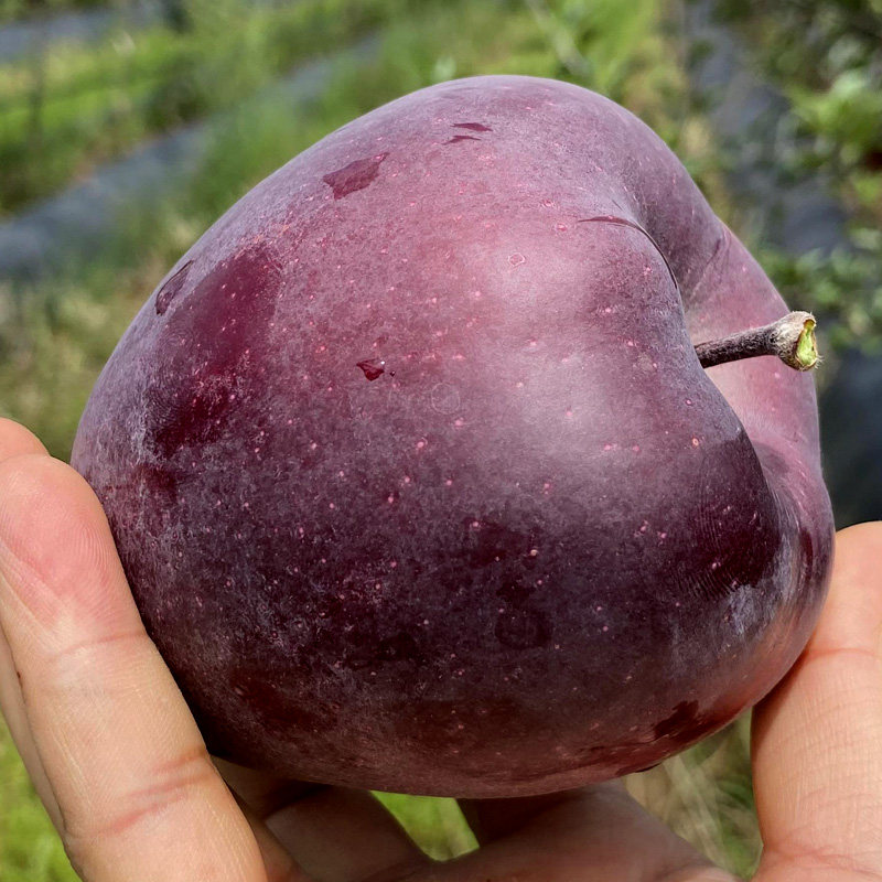 正宗云南黑卡苹果黑礼盒装当季黑钻 翠蕊苹果