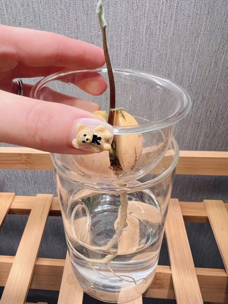 日式牛油果水培瓶牛油果种子种植瓶果核玻璃器皿创意养殖透明容器,淘宝优惠券,粉丝福利购,淘宝优惠卷