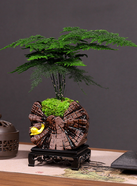 禅意风文竹盆栽客厅玄关装饰摆件