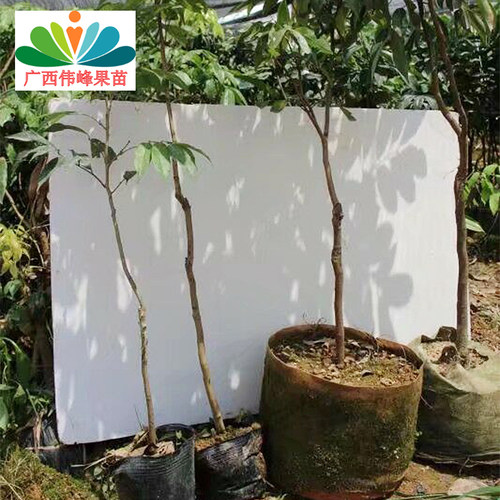 增城荔枝荔枝嫁接苗桂味香荔妃子笑糯米糍无核荔枝果苗树当年结果 - 图0