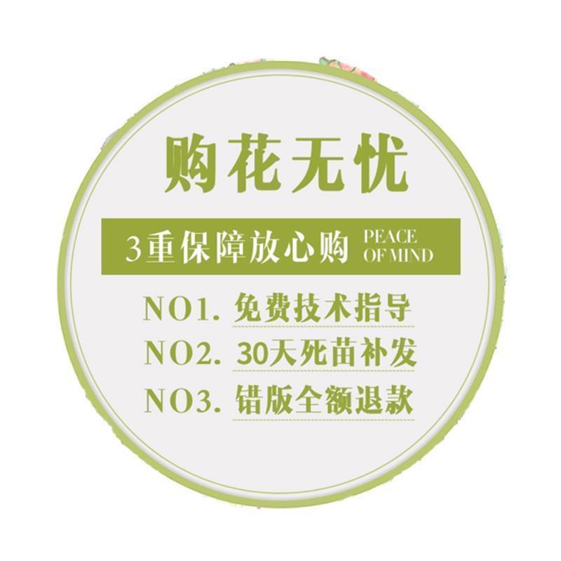 云南直发玫瑰花树苗老桩月季花苗老根耐寒四季开花室内外阳台盆栽 - 图1