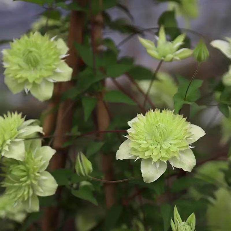 帅帅园艺【小绿】F系爬藤铁线莲阳台盆栽庭院地栽藤本绿植,淘宝优惠券,粉丝福利购,淘宝优惠卷