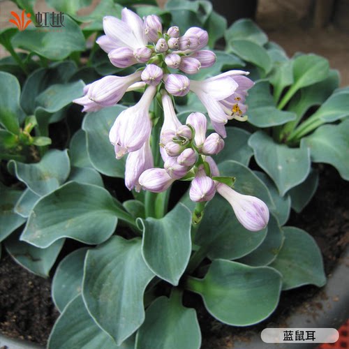 虹越玉簪花苗盆栽多年生庭院阳台花园植物耐阴耐寒绿植盆栽观叶花 - 图2