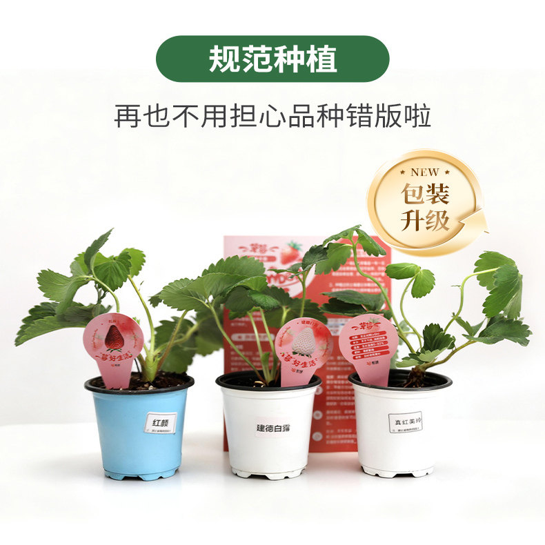 白草莓苗盆栽冬季果树果苗虹越天使ae8号大苗雪姬梦之莹建德白露,淘宝优惠券,粉丝福利购,淘宝优惠卷