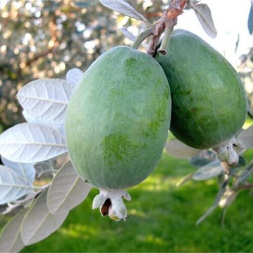 虹越菲油果树果苗盆栽南方种植四季阳台庭院花园斐济果安德烈嫁接-图1