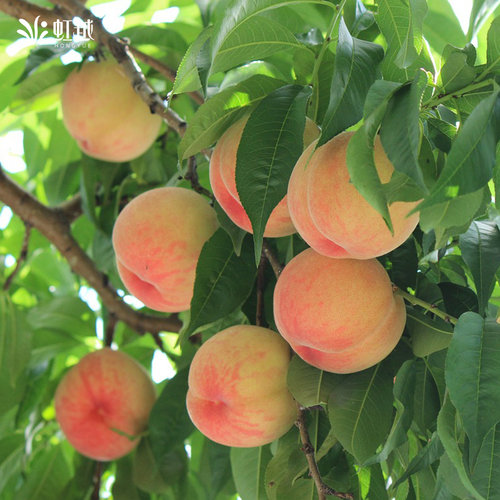 虹越桃树果苗盆栽南方北方种植阳台露台水蜜桃蟠桃黄桃油桃 - 图1