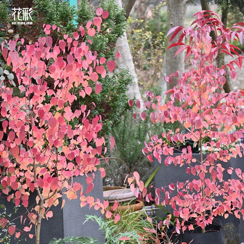 花彩连香树苗彩叶树种苗庭院花园骨架植物好养观叶耐寒耐热多年生 - 图3