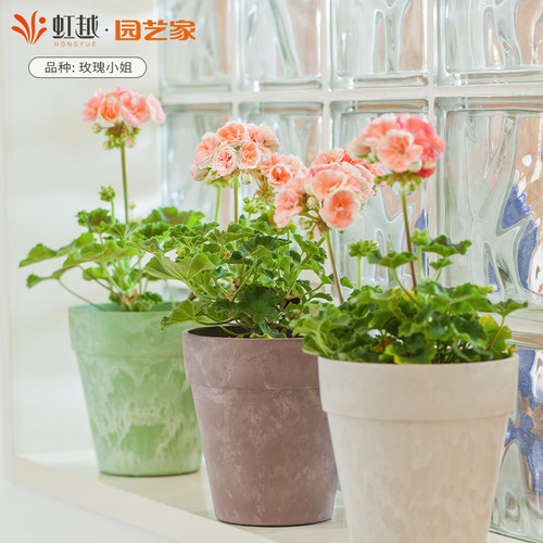 花彩重瓣天竺葵盆栽苗易爆花期长庭院花园耐热常绿阳台洋绣球 - 图0
